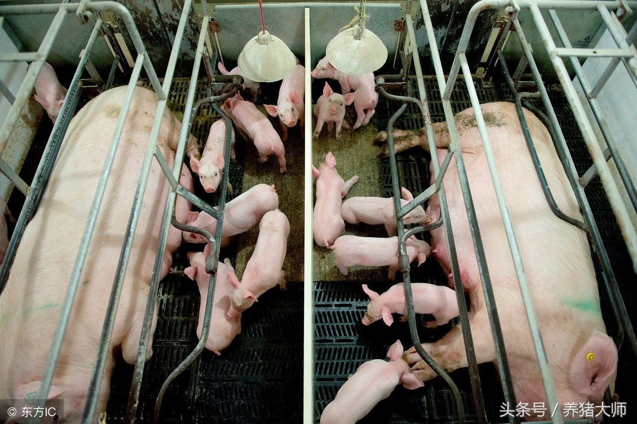 帮老母猪接生攻略,母猪人工助产后怎么消炎