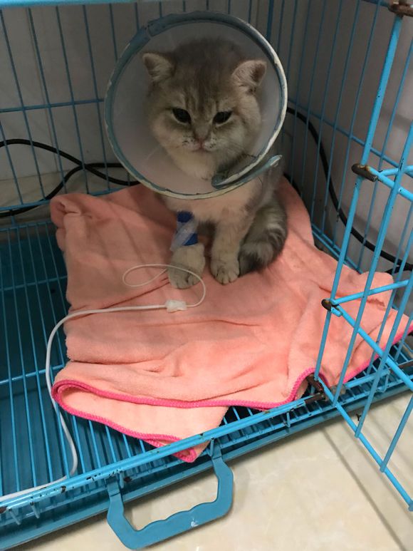刚买的英短猫不幸得了猫瘟，一天500元的住院费用，只因不忍放弃