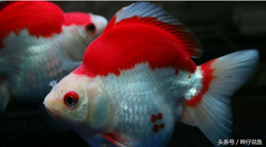 在家里怎样养好鱼缸里的金鱼,新手怎么养好观赏金鱼