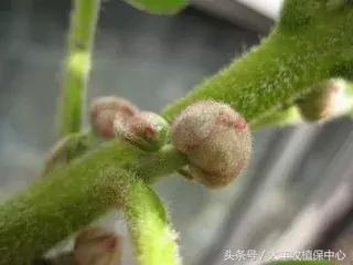 今年猕猴桃授粉的时间,今年猕猴桃受天气影响偏小