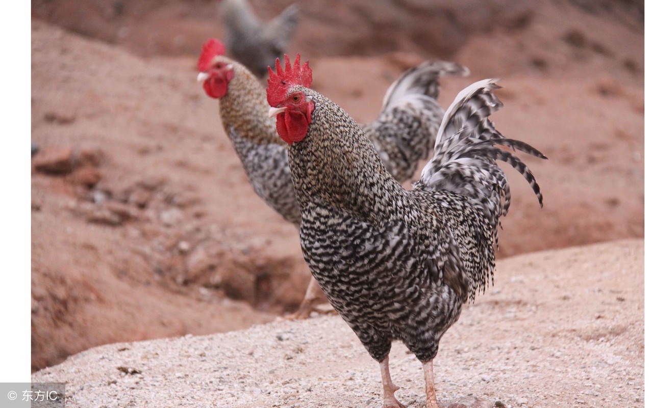 半斤重芦花鸡买回来怎样养,养芦花鸡有想养到家的吗