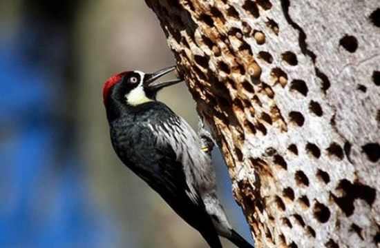 啄木鸟啄坏大树,啄木鸟为了吃虫子把树折空了