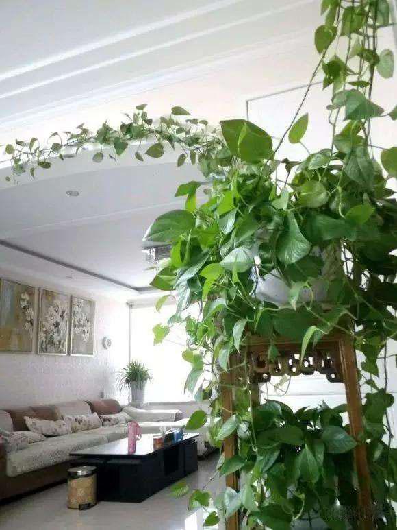 绿萝怎么水养才能爆盆和爬满墙,绿萝浇什么水叶子会浓绿