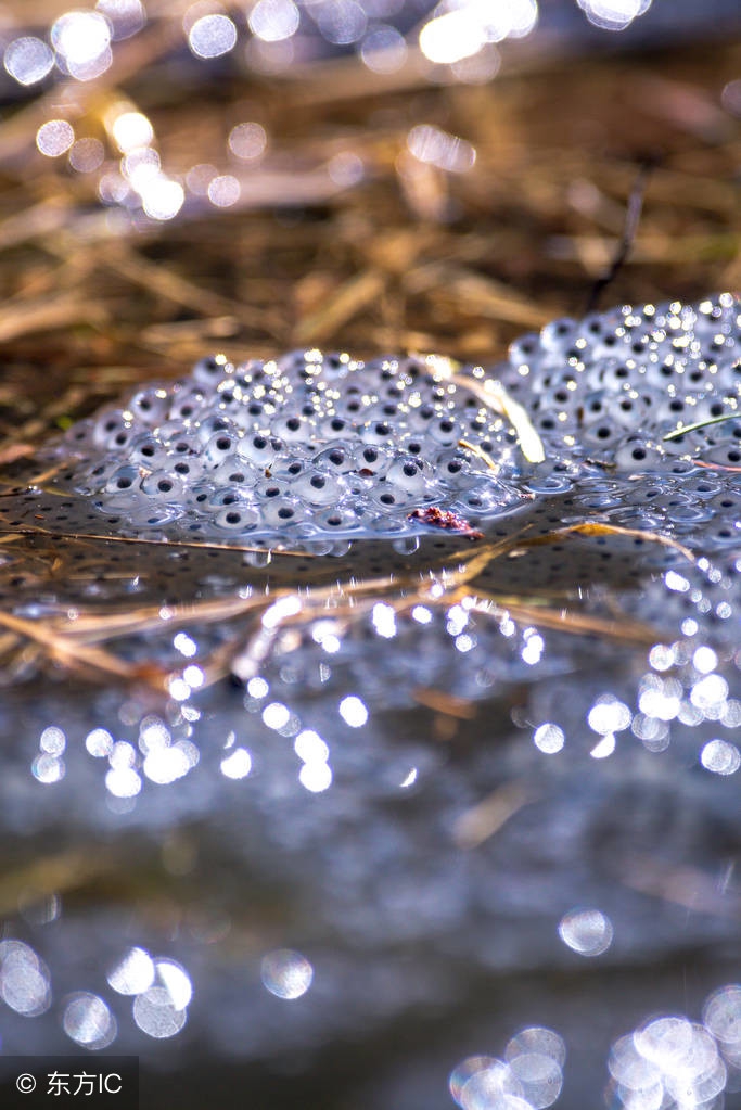 跳蚤可怕的克星,跳蚤太可怕了一旦被咬苦不堪言