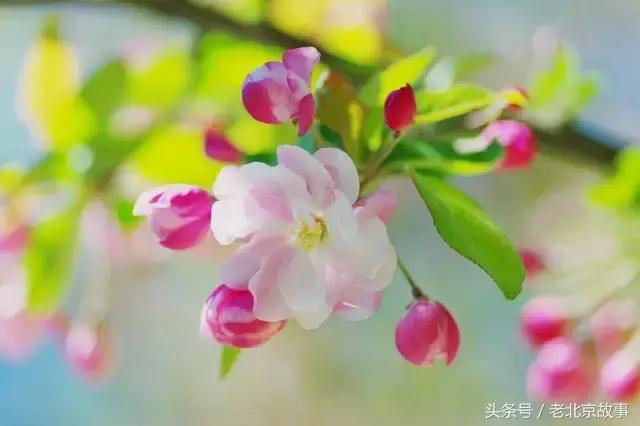 北京40个春游好去处!赏花、放风筝、爬山、烧烤……想怎么嗨都行!