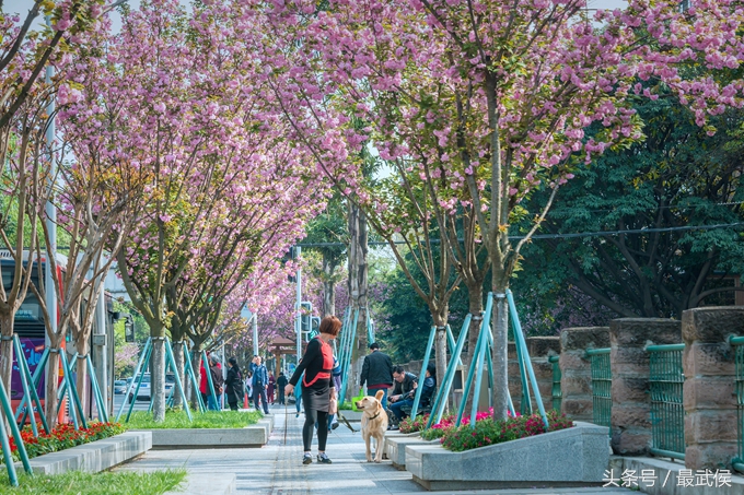 成都看日本樱花,日本哪个区看樱花最好