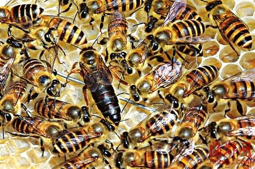 蜂胶蜂王浆功效区别,蜂胶和蜂王浆补雌激素吗