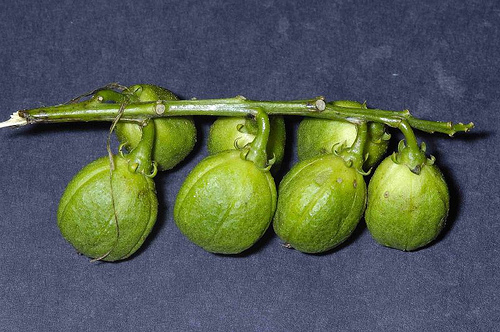 什么草药叶子嚼烂了可以止血,受伤止血最好的十种草药