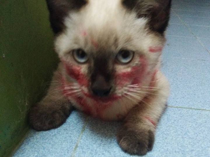 暹罗猫咬主人吗,暹罗猫为什么咬新主人