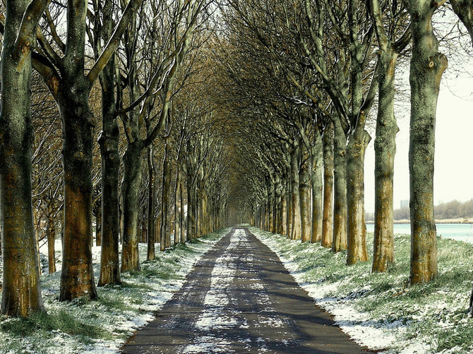 绝美林荫,绝美林荫道创意图片