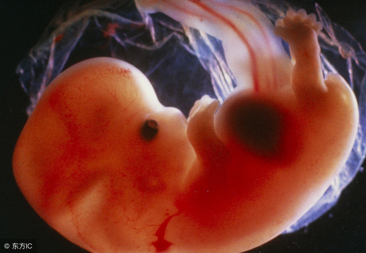 小白医学园《妇产百科系列之妊娠生理（二）》