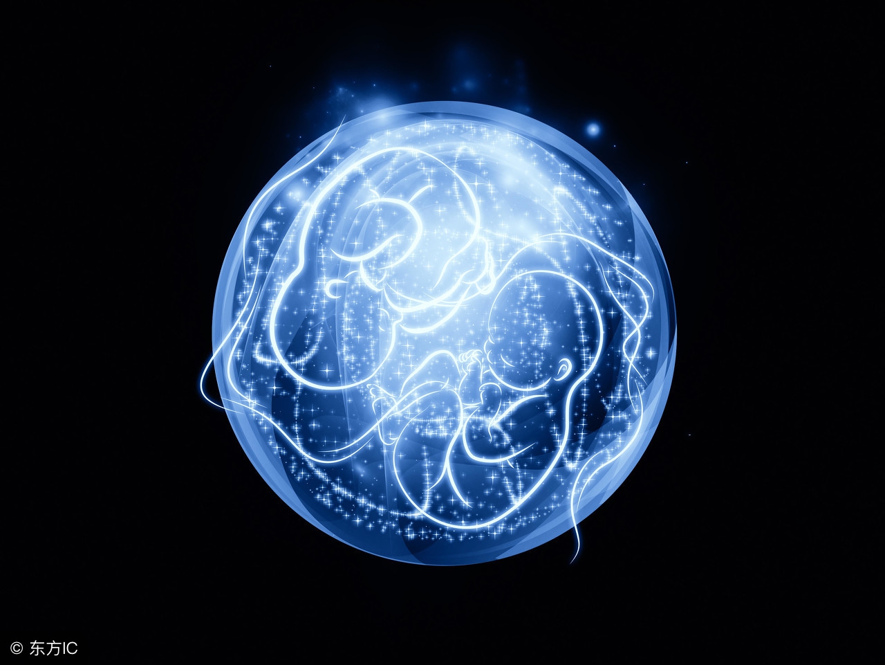 小白医学园《妇产百科系列之妊娠生理（二）》