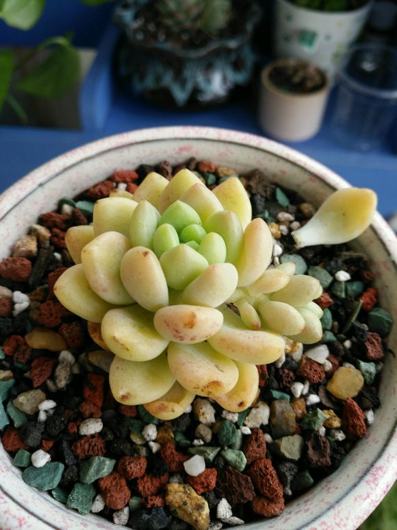 好看还有香味的多肉，每天闻一闻，快乐一整天