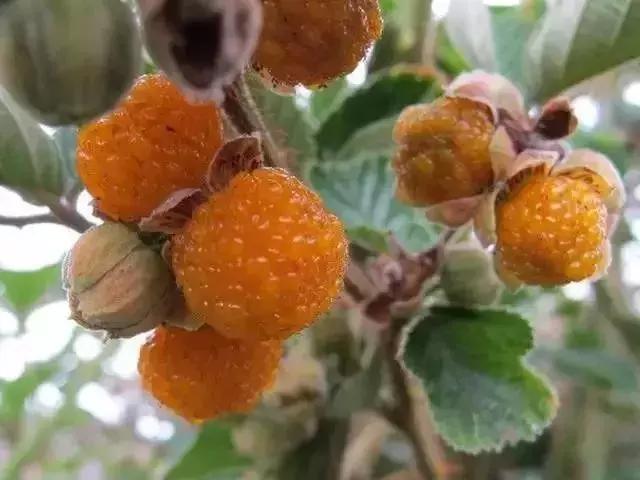 鏅幢鍚冭姃鏋滅殑瀛h妭,鏅幢鍚冭姳瀛h妭