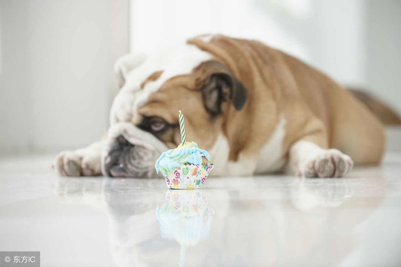 属狗遇谁最好运,属狗带来好运头像