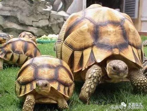 龟龟丞相,龟丞相