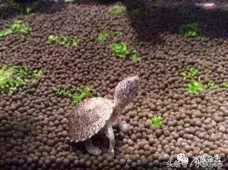 龟龟丞相,龟丞相