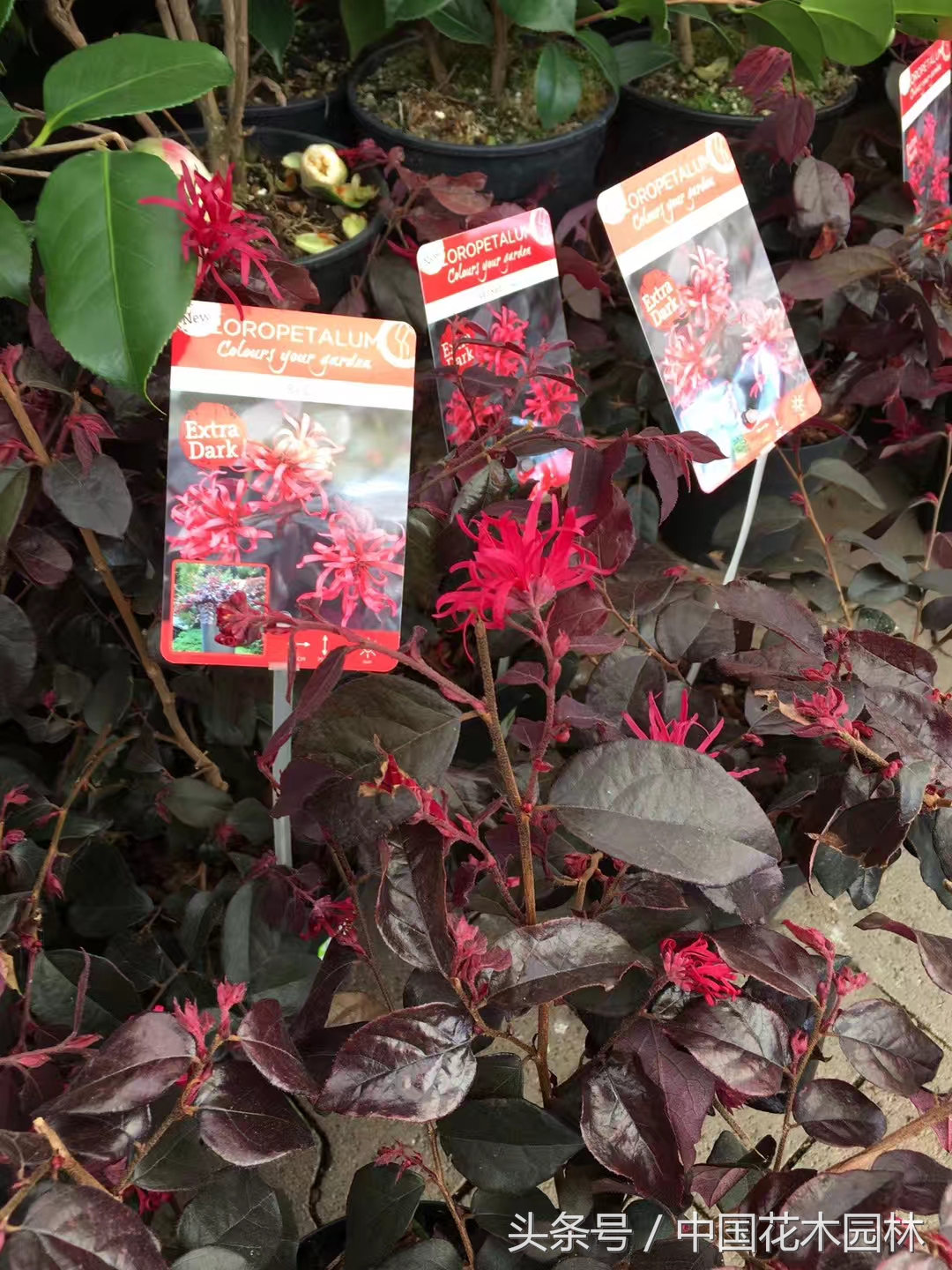 荷兰花园店值得购买的产品,荷兰花园店必买的产品