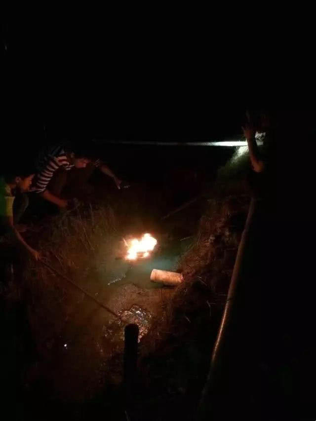 泥鳅野生及人工养泥鳅营养一样吗,野生的土泥鳅