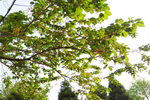 樱桃长得稀是怎么回事,樱桃长成的过程