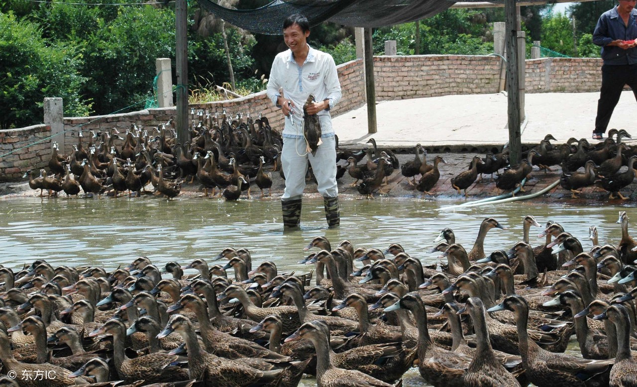 养鸭没办法经常管怎么办,养鸭如何才能赚钱