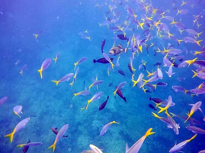 帕劳旅行的日记,帕劳的旅行日记