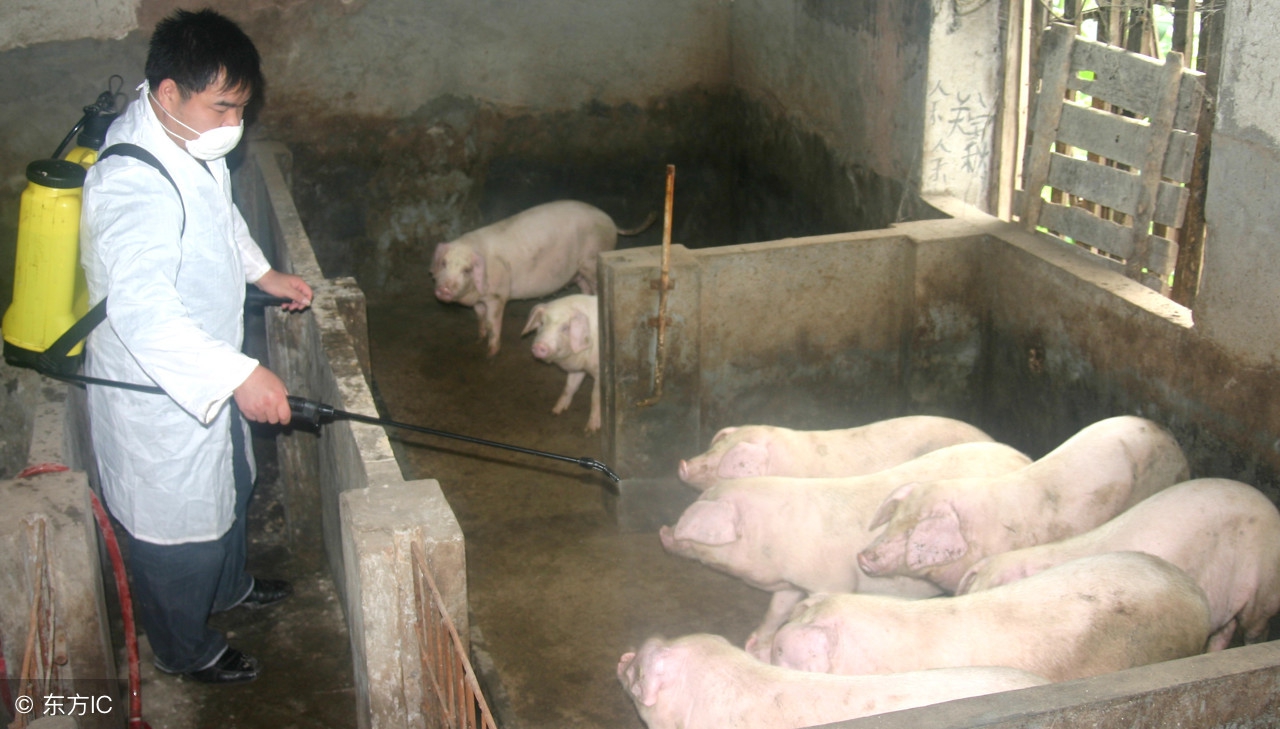 如何去除猪身上的圆环皮肤病,仔猪皮肤病的鉴别与治疗