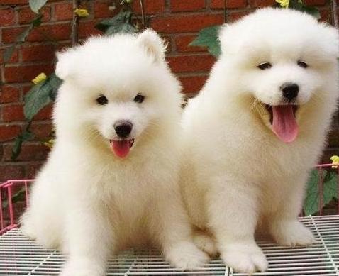 梅雨季节狗应该注意什么,雨季如何预防狗得皮肤病