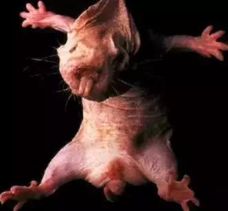 自愈能力最强的哺乳动物,唯一不会得癌症的哺乳动物