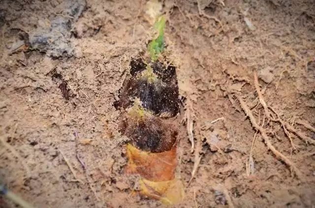 曾经沧海难为水,尝罢春笋不知鲜