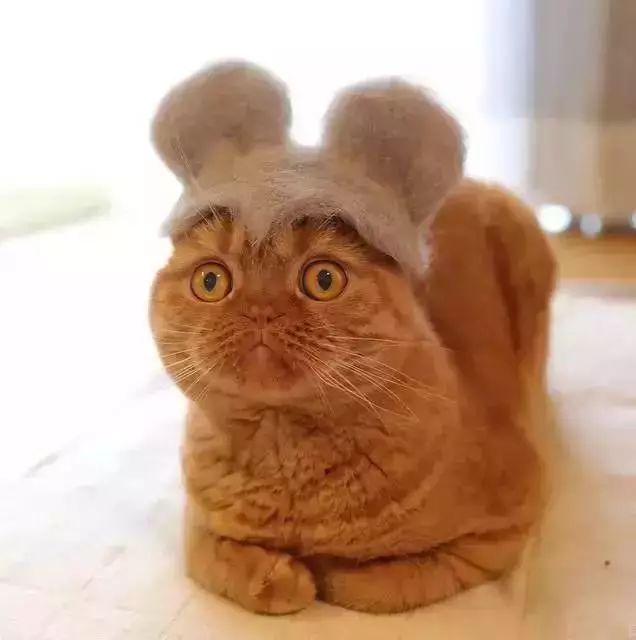 猫头秃了一块毛是怎么回事,为什么猫一直掉毛还不秃