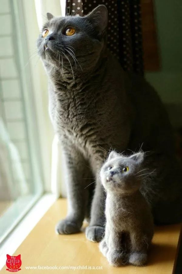 猫头秃了一块毛是怎么回事,为什么猫一直掉毛还不秃