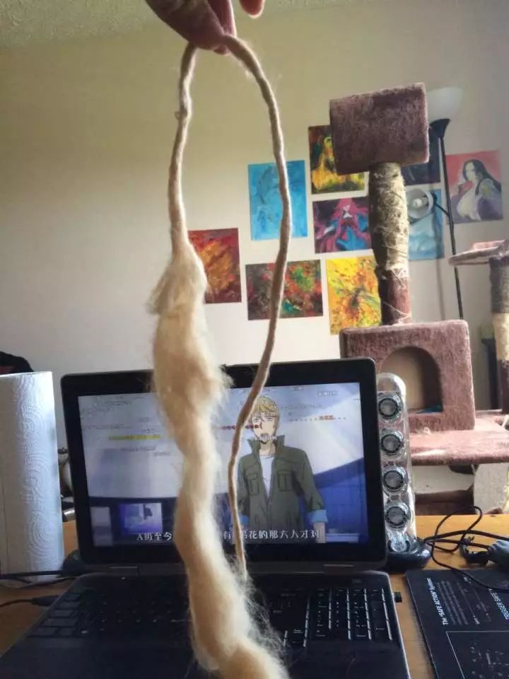 猫头秃了一块毛是怎么回事,为什么猫一直掉毛还不秃