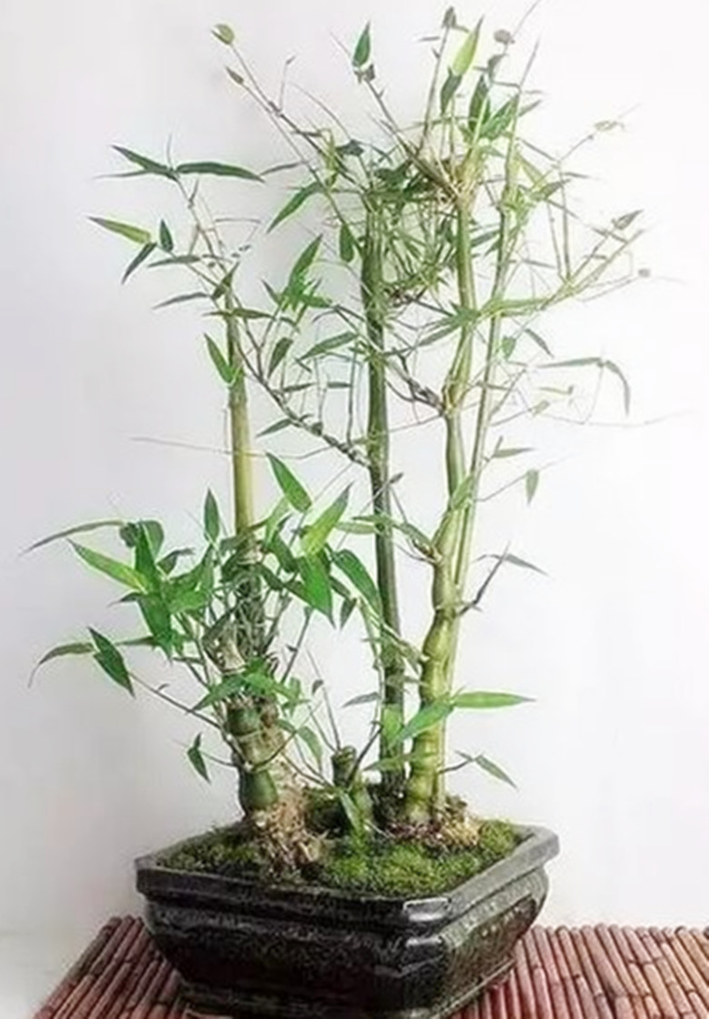 罗汉竹怎么养才好看,罗汉竹养殖方法及注意事项