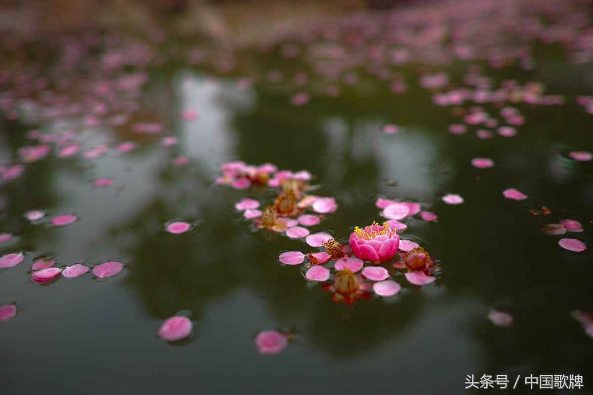 七言诗句南柯一梦,南柯一梦最伤感的诗句