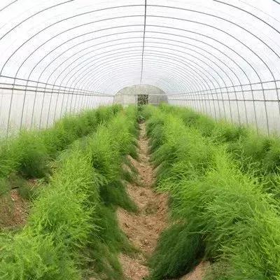 300种园林植物栽培与应用,苗木种植园林绿化