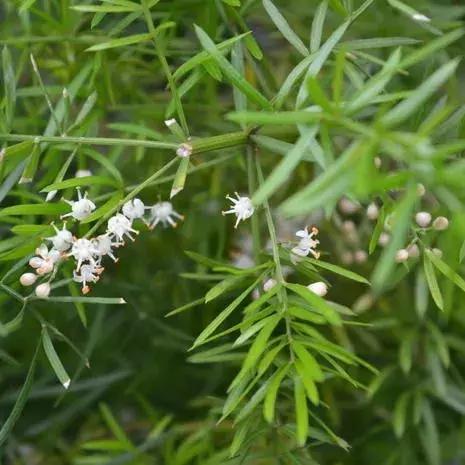 300种园林植物栽培与应用,苗木种植园林绿化