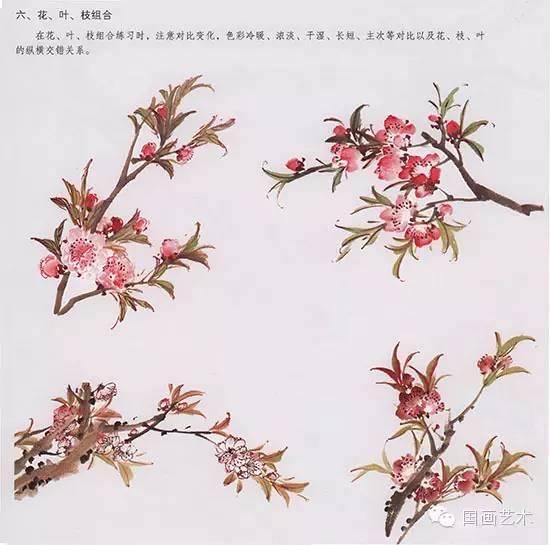 桃花的步骤画法，春天桃花盛开手把手教你画。