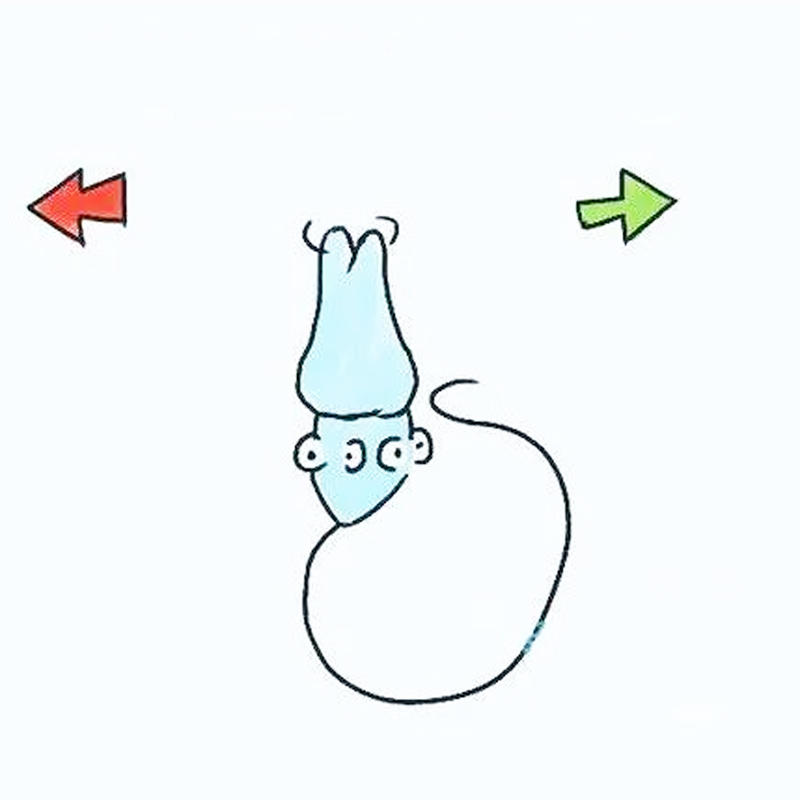 疑惑？没有遇到卵子的精子都去哪里了