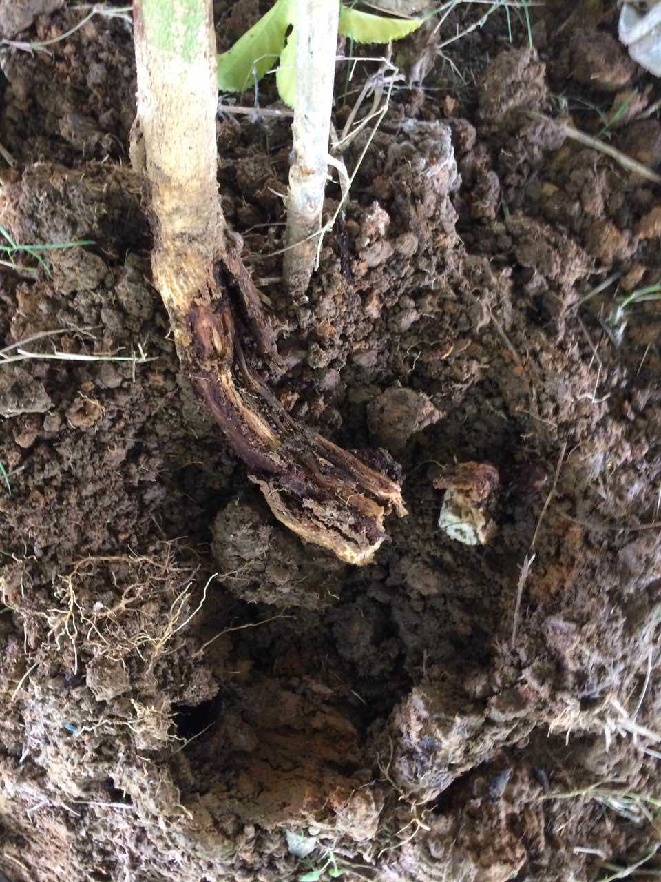 百香果病毒病的症状图片,百香果病毒病图谱及防治