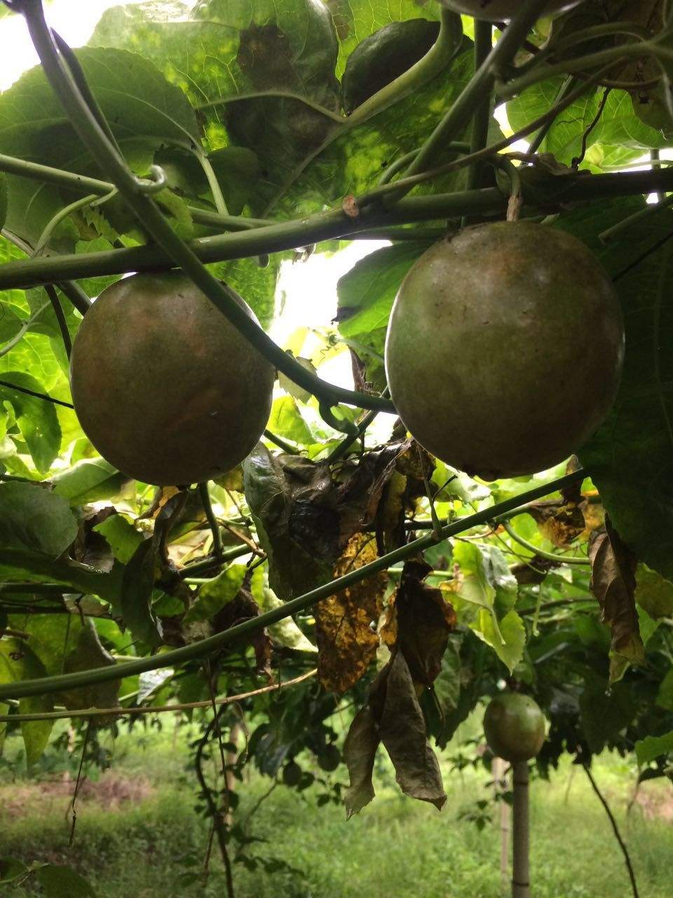 百香果病毒病的症状图片,百香果病毒病图谱及防治