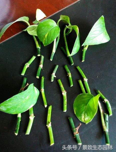 苗木花卉快繁育苗技术合作,最全苗木花卉快速育苗繁殖技术