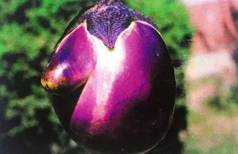 专家为寒潮天气蔬菜管理支招,寒潮过后蔬菜价格上涨