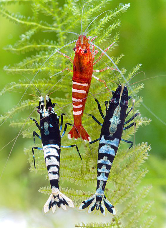 观赏虾和观赏鱼哪个好养一些,观赏鱼养多了好吗