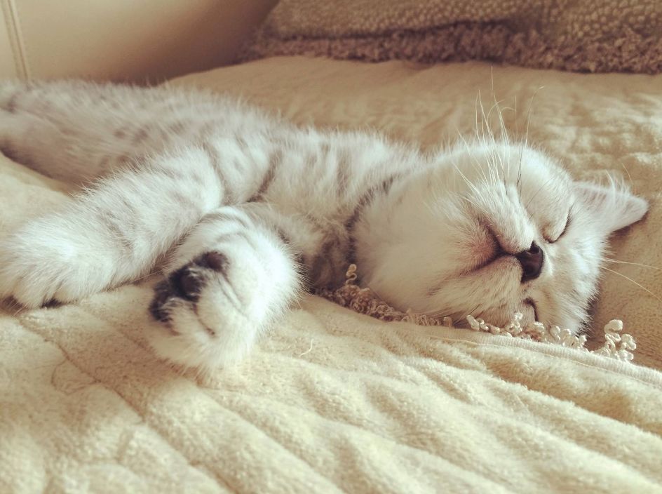 猫咪睡觉的地方应该在哪,猫咪在房间里躲起来怎么都找不到