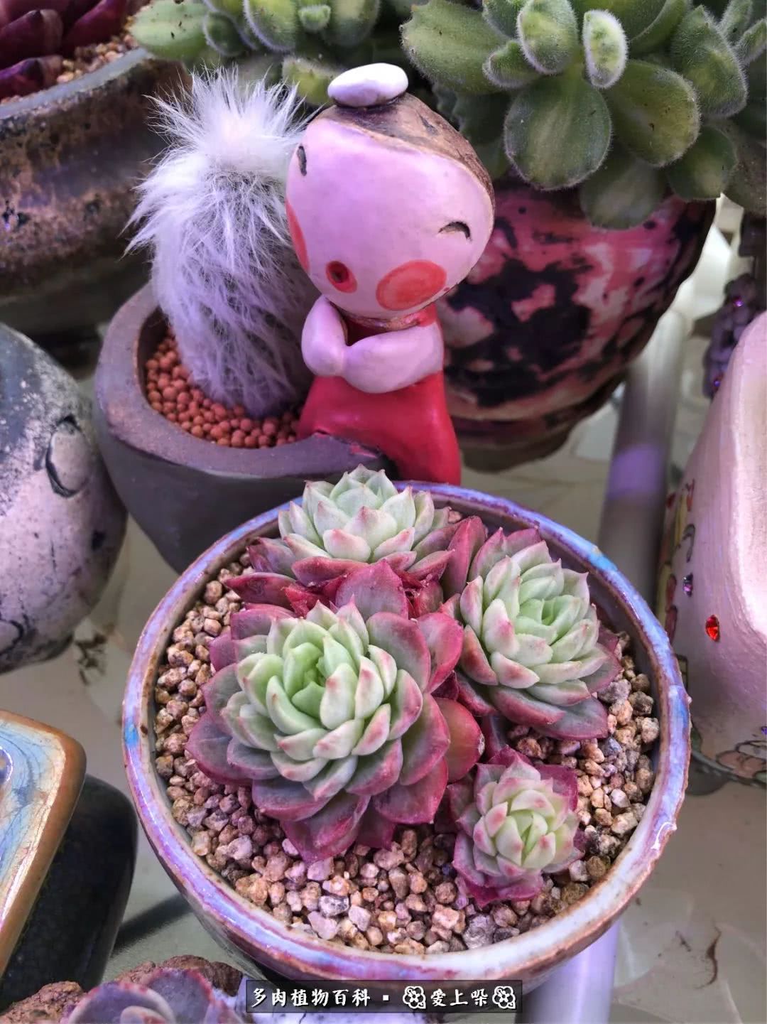 没阳光的多肉也如此迷人,不需要很多阳光的多肉