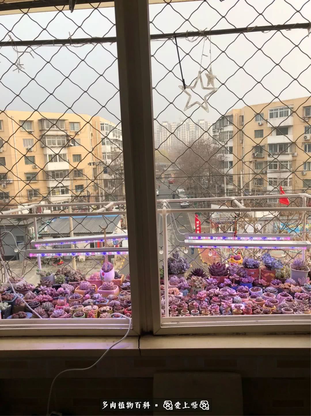 没阳光的多肉也如此迷人,不需要很多阳光的多肉