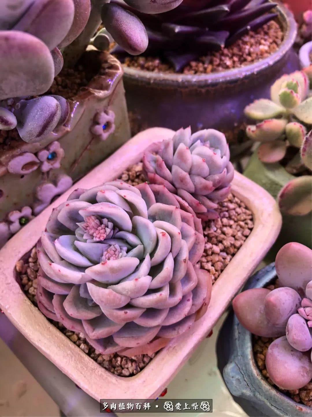 没阳光的多肉也如此迷人,不需要很多阳光的多肉