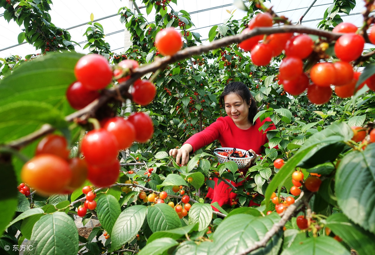 怎么判断樱桃有没有变色,樱桃在正常情况下什么时候成熟