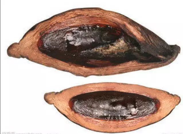 嚼槟榔怎么能避免致癌,嚼槟榔是怎样致癌的